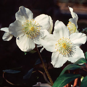 クリスマスローズ