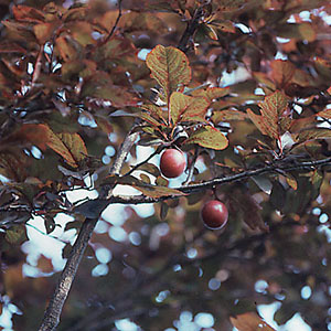 ベニバスモモ