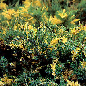 ブルーアンドゴールド