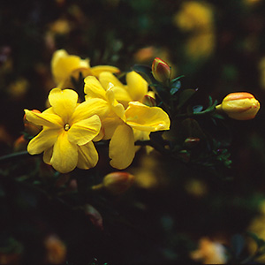 ウンナンオウバイ