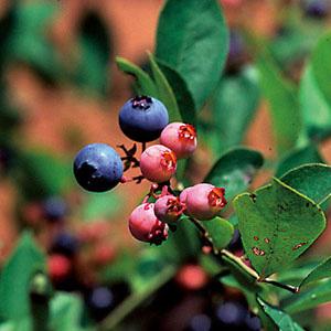 ブルーベリー