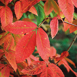 メグスリノキ