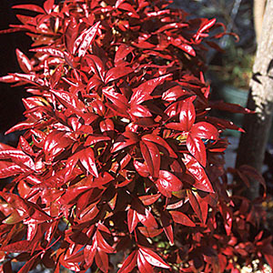 オタフクナンテン