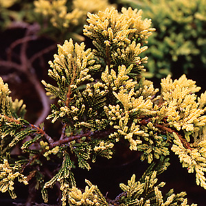 マザーローデ