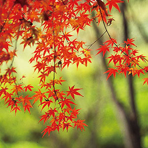 イロハモミジ